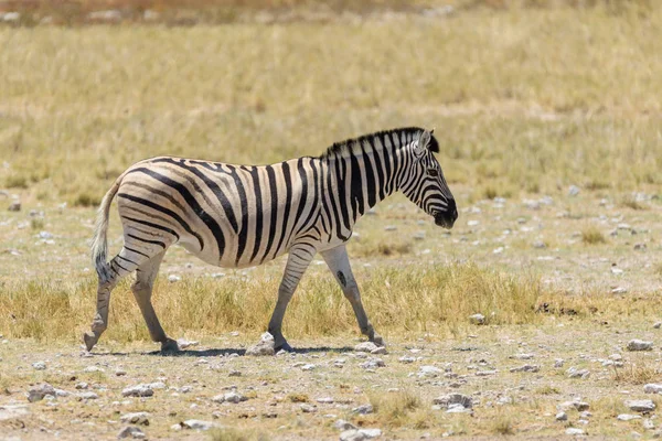 Zebra Selvatica Che Cammina Nella Savana Africana Vicino — Foto Stock