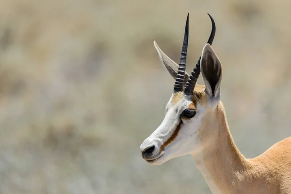 Springbok Selvagem Antílope Retrato Savana Africana Perto — Fotografia de Stock