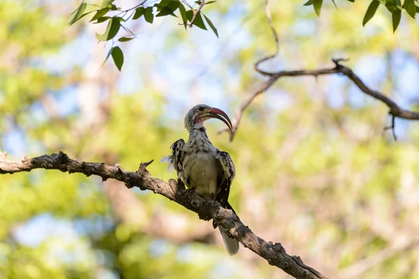 Yellow Billed Toko Boom — Stockfoto