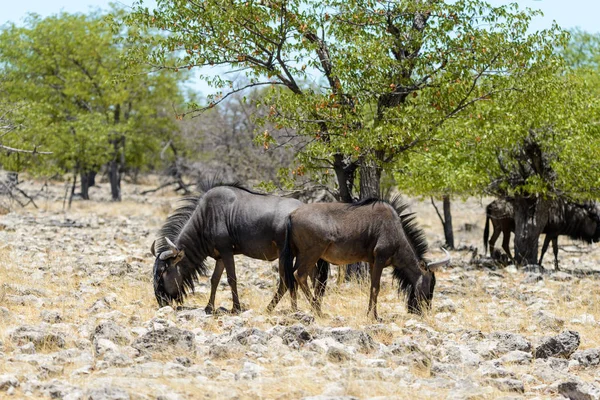 Άγρια Gnu Αντιλόπη Της Αφρικής Εθνικό Πάρκο — Φωτογραφία Αρχείου