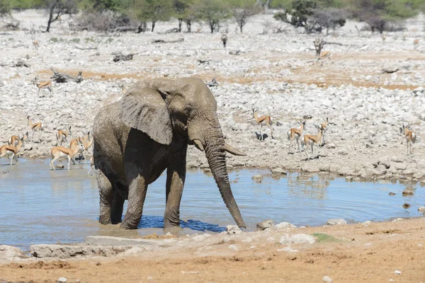 在大草原的水坑上的野生非洲象 — 图库照片