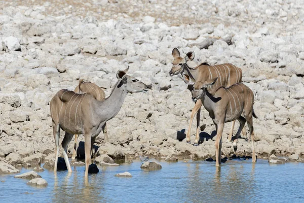 Antílopes Kudu Selvagens Savana Africana — Fotografia de Stock