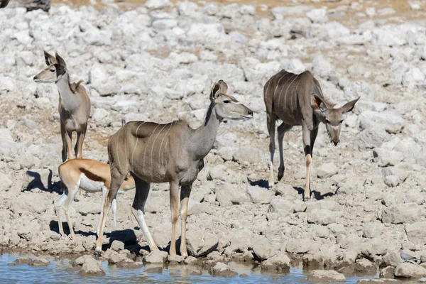 Antílopes Kudu Selvagens Savana Africana — Fotografia de Stock