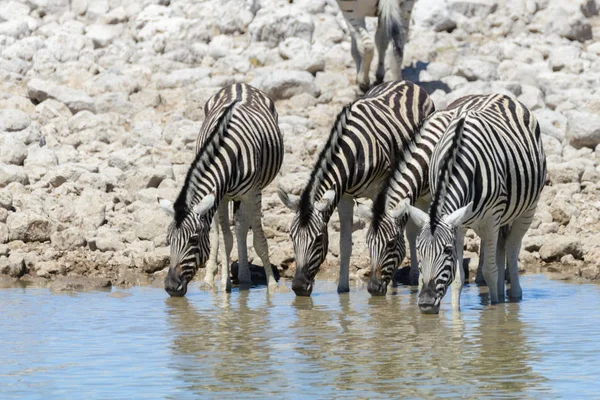 Zebras Selvagens Água Potável Buraco Água Savana Africana — Fotografia de Stock