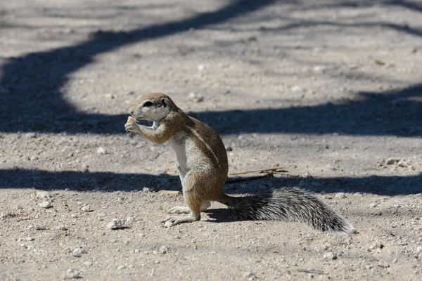 南アフリカの地上リス Xerus Inauris リビング — ストック写真