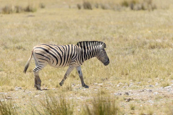 在非洲大草原上散步的野生斑马 — 图库照片