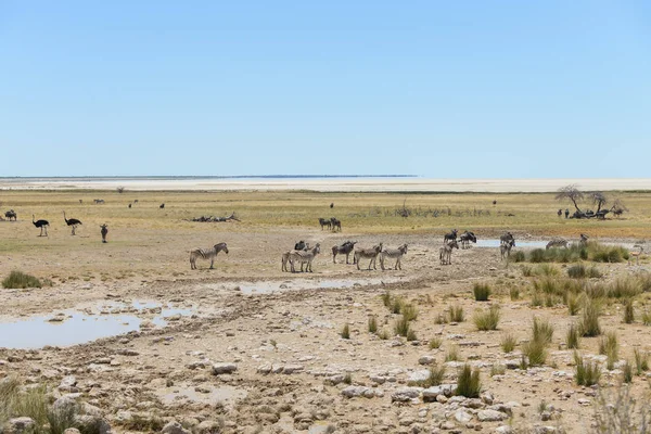 Zèbres Sauvages Marchant Dans Savane Africaine — Photo