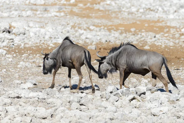 Antilope Gnu Selvatica Nel Parco Nazionale Africano — Foto Stock