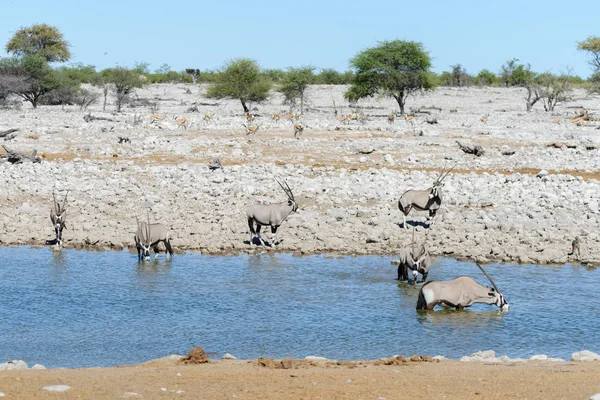 Afrika savana vahşi Afrika antilobu antilop