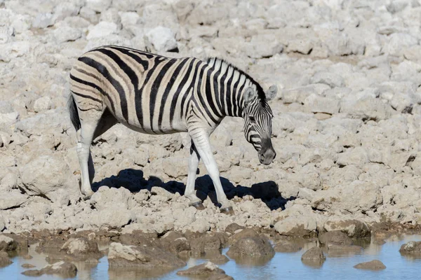 Animais Selvagens Africanos Gnu Kudu Orix Springbok Zebras Água Potável — Fotografia de Stock