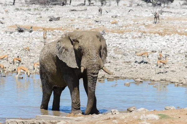 Dziki Słoń Afrykański Waterhole Sawanny — Zdjęcie stockowe