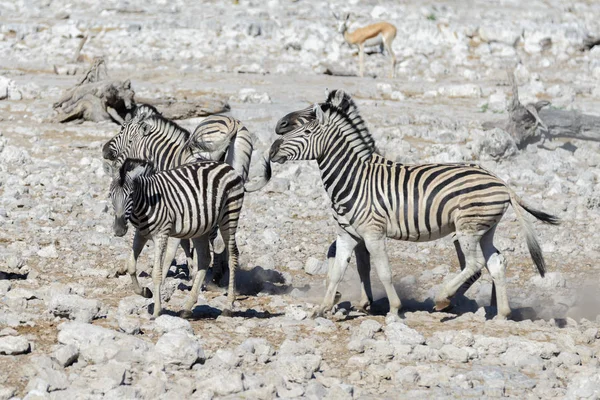 Zebras Selvagens Buraco Água Savana Africana — Fotografia de Stock