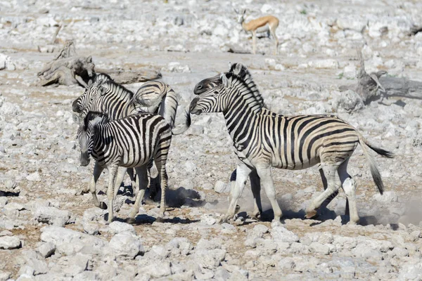 Άγρια Ζέβρες Στο Waterhole Στην Αφρικανική Σαβάνα — Φωτογραφία Αρχείου