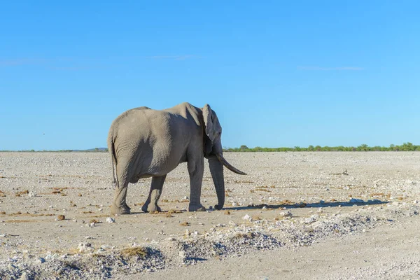 Wild Elephant Walking African Savanna — Stock Photo, Image