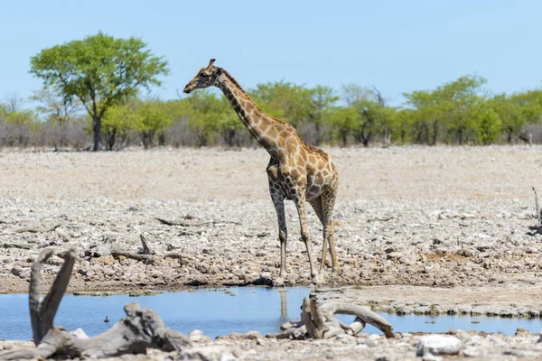 Žirafa Napajedlo Africké Savaně — Stock fotografie