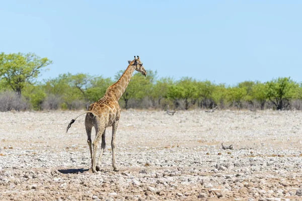 Zsiráf Például Afrikai Szavanna Víznyelő — Stock Fotó