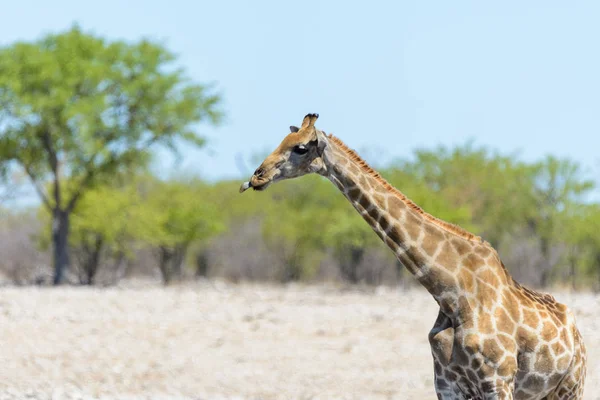 Żyrafa Waterhole Afrykańskiej Sawanny — Zdjęcie stockowe