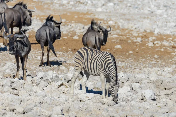 Дикие Африканские Животные Гну Куду Орикс Весенний Бок Зебры Пьют — стоковое фото