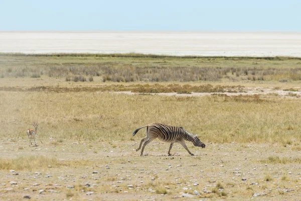 Zèbres Sauvages Marchant Dans Savane Africaine — Photo