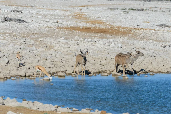 아프리카 사바나에서 Kudu — 스톡 사진