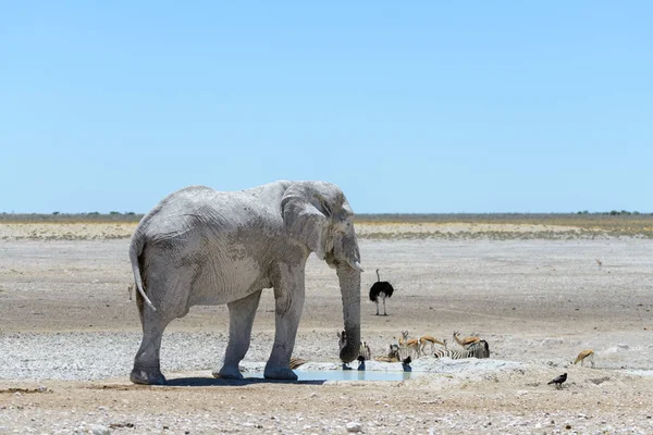 Elefante Africano Salvaje Abrevadero Sabana — Foto de Stock