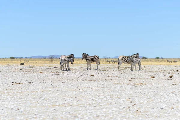 Zebras Selvagens Caminhando Savana Africana — Fotografia de Stock