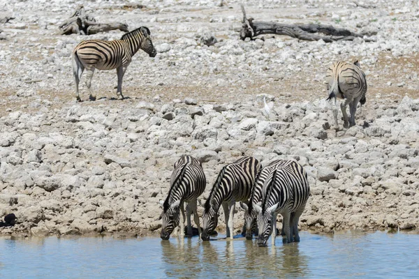 Zebras Selvagens Água Potável Buraco Água Savana Africana — Fotografia de Stock