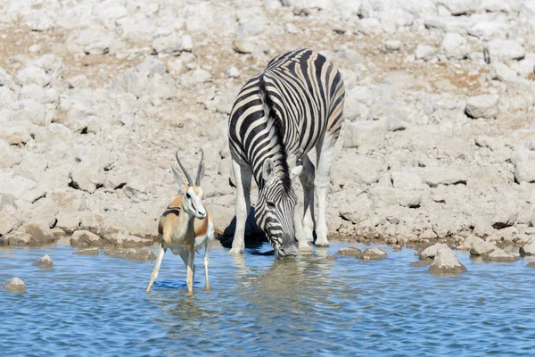 Wild African Animals Gnu Kudu Orix Springbok Zebras Drinking Water — 图库照片
