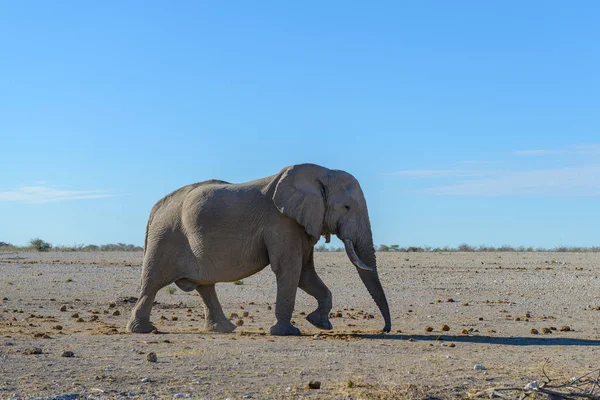 Elefante Salvaje Caminando Sabana Africana — Foto de Stock