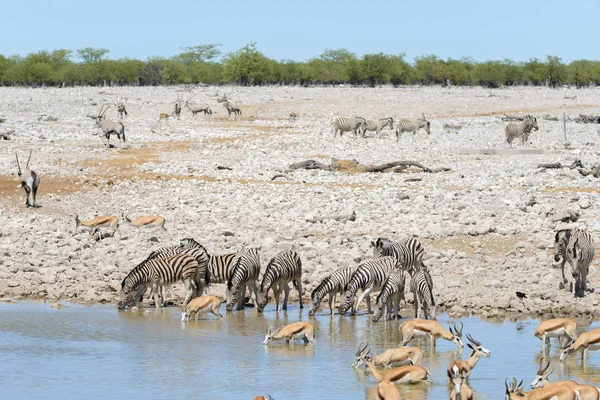Animais Selvagens Africanos Gnu Kudu Orix Springbok Zebras Água Potável — Fotografia de Stock