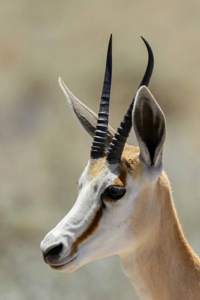 Ritratto Antilope Primaverile Selvatica Nella Savana Africana Vicino — Foto Stock