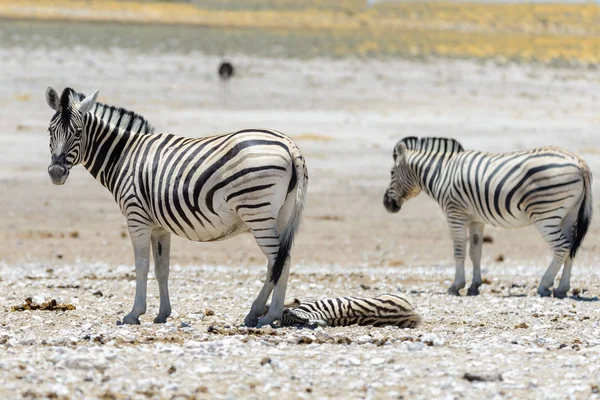 Wild Zebra Wandelen Afrikaanse Savanne — Stockfoto