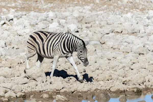 Wilde Afrikaanse Dieren Gnu Koedoe Orix Springbok Zebra Drinkwater Waterhole — Stockfoto