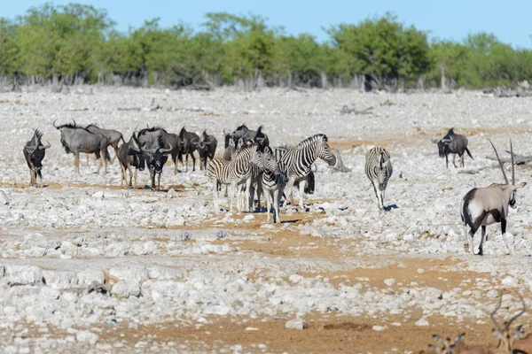 Zebras Selvagens Caminhando Savana Africana — Fotografia de Stock