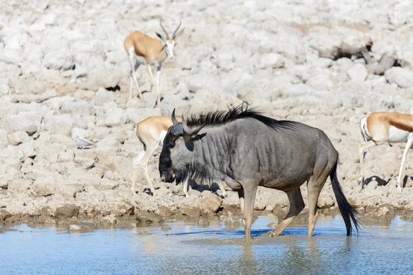 Afrika Milli Park Içinde Vahşi Gnu Antilop — Stok fotoğraf
