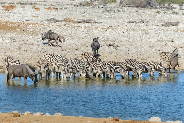 Zebry Dzikiej Wody Pitnej Waterhole Afrykańskiej Sawanny — Zdjęcie stockowe