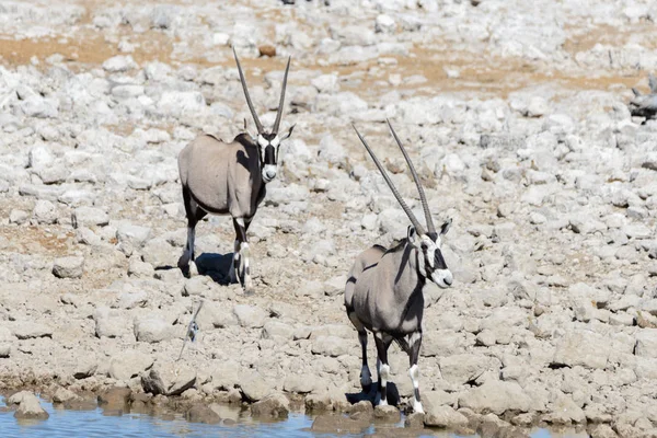 Antilope Oryx Sauvage Dans Savane Africaine — Photo