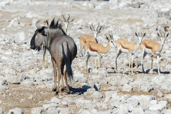 Wild African Animals Gnu Kudu Orix Springbok Zebras Drinking Water — 图库照片