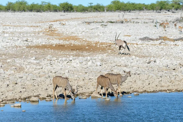 Antílopes Kudu Salvajes Sabana Africana —  Fotos de Stock