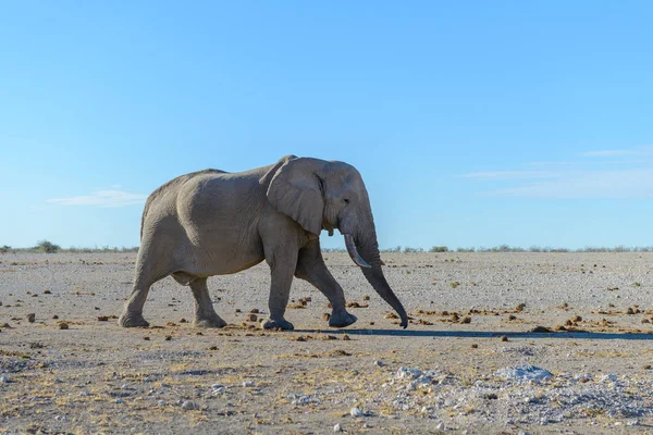 Wilde Elefanten Der Afrikanischen Savanne — Stockfoto