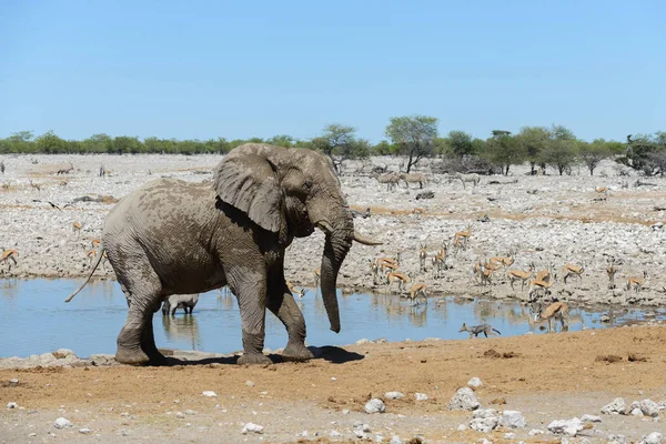 Például Savanna Víznyelő Vadon Élő Afrikai Elefánt — Stock Fotó