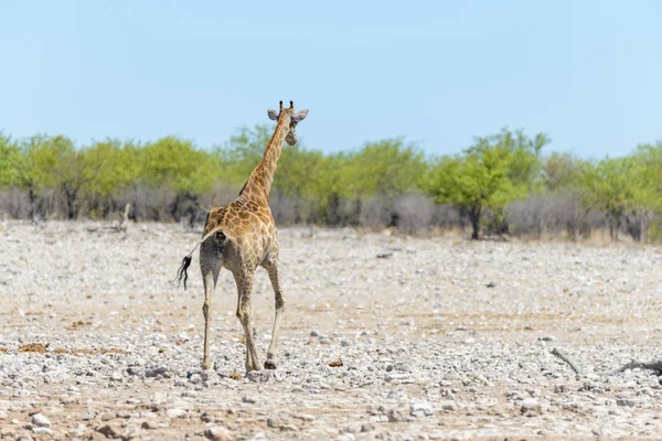 Giraffa Sulla Pozza Acqua Nella Savana Africana — Foto Stock