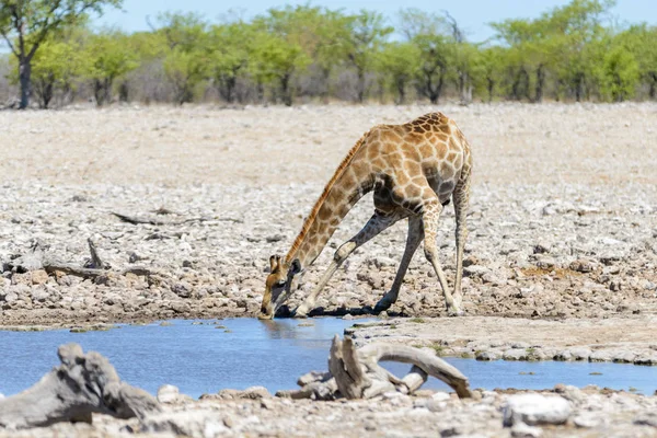 キリンはアフリカのサバンナで滝壺に水を飲む — ストック写真