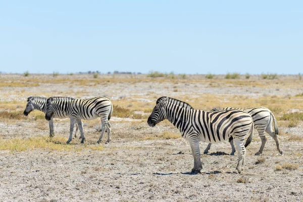 Vahşi Zebra Afrika Savana Yürüyüş — Stok fotoğraf
