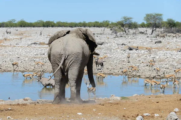 Wild African Elephant Waterhole Savanna — Stock Photo, Image