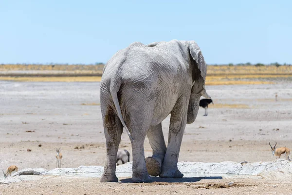 サバンナで滝壺に野生のアフリカ象 — ストック写真