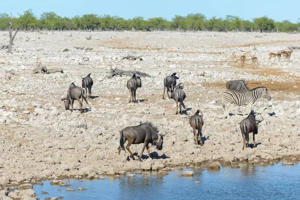 Vilda Zebror Dricksvatten Vattenhålet Den Afrikanska Savannen — Stockfoto