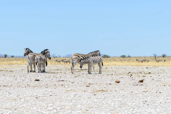 Zèbres Sauvages Marchant Dans Savane Africaine — Photo