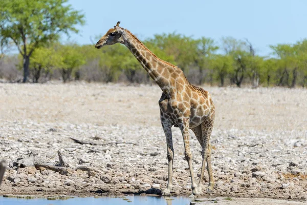 Girafa Buraco Água Savana Africana — Fotografia de Stock