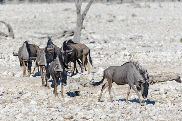 Antílope Gnu Selvagem Parque Nacional Africano — Fotografia de Stock